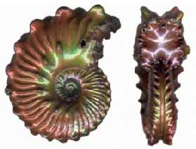 Ammonite Euhoplites truncatus