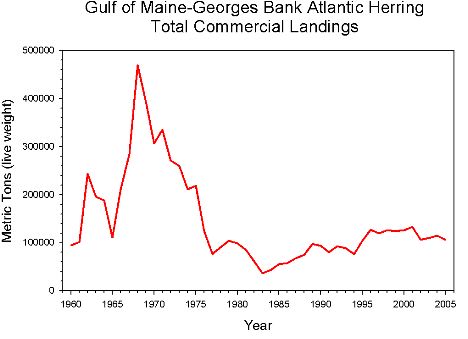 Commericial landings of Atlantic herring
