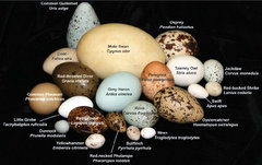 Collection of bird eggs