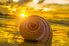 Seashell on a beach