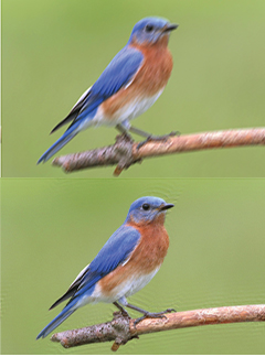 Top: blurry photo of an eastern bluebird. Bottom: same photo deblurred. Click image to enlarge.
