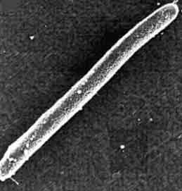 Individual myxobacteria, about 8 microns by 1/2 micron