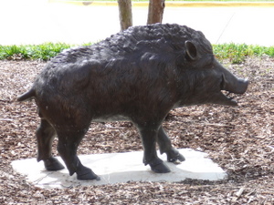 Hog outside of building